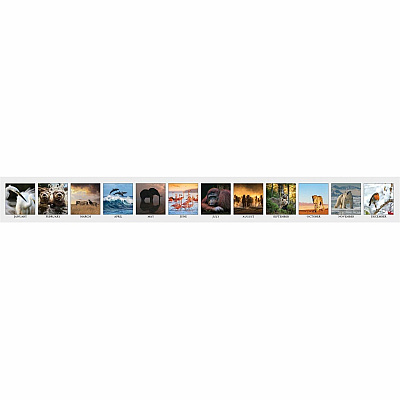 House of Doolittle Wildlife Photo Desk Top Tent Calendars (3689)