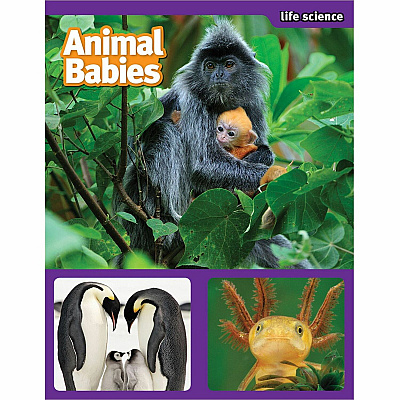 Scholastic SuperScience STEM Instant Activities Printed Book (SHS1338099000)