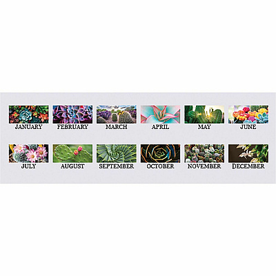 House of Doolittle Recycled Succulent & Cacti Wall Calendar (317)