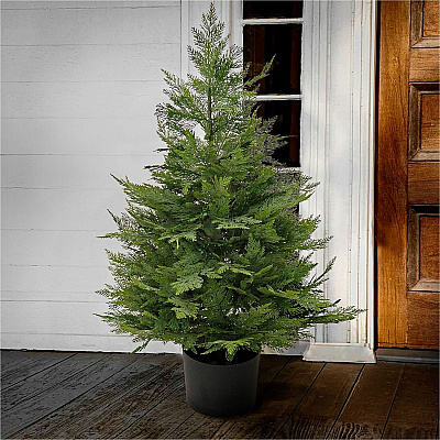 National Tree Company Company Company National Tree Company Company Cypress Topiary Tree (729083527258)