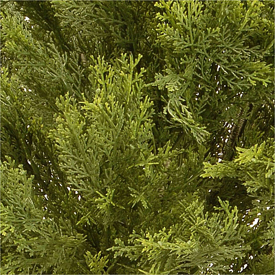 National Tree Company Company Company National Tree Company Company Globe Juniper Topiary Tree (729083602283)