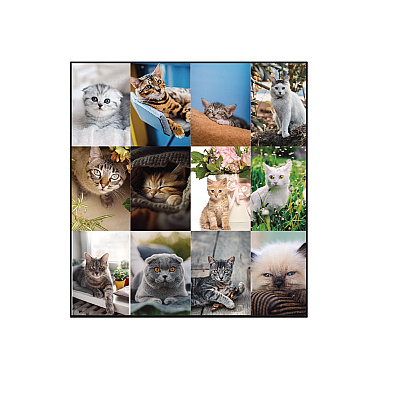 Blueline Pets Collection Monthly Desk Pad, Furry Kittens Photography, 22 x 17, White Sheets, Black Binding, 12-Month (Jan-Dec): 2026 (C194115)