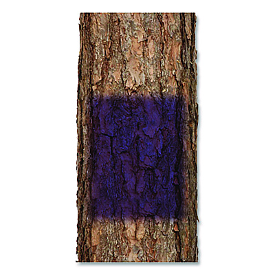 Rust-Oleum Specialty No Hunting Purple Spray Paint, Flat No Hunting Purple, 12 oz Aerosol Can, 6/Carton (RST270970CT)