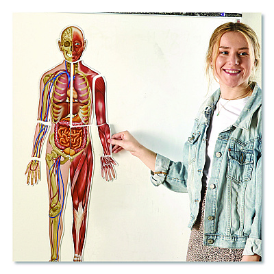 Learning Resources Double-Sided Magnetic Human Body, Grades K to 5, English/Spanish, Assorted Colors, 17 Pieces (LER6044)