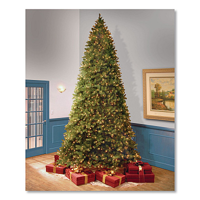 National Tree Company Pre-Lit Downswept Douglas Fir Tree, 92" x 92" x 144", Green Tree, Green Tree Stand (PEDD1312120)