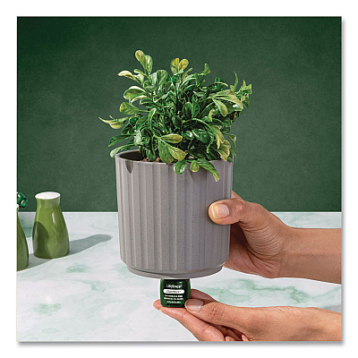 Lifelines Evaporative Aromatherapy Essential Oil Boxwood Plant Diffuser with Fir Needle/Pine Essential Oil, 6.2 x 6.2 x 9.5, Gray/Green (111611)