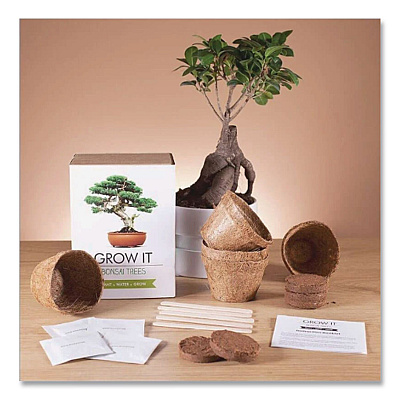 Bonsai Tree Grow Kit (GR200067)