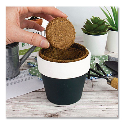 Bonsai Tree Grow Kit (GR200067)