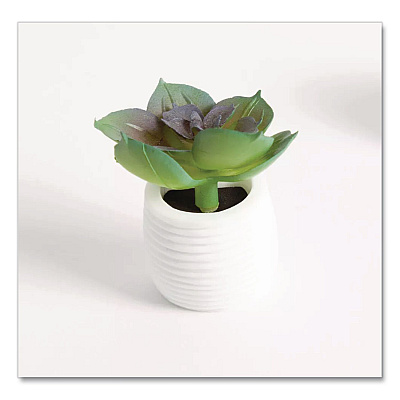 U Brands Mini Succulent Fashion Magnet Set, Assorted Colors/3 Designs, 12/Pack (4943U0624)