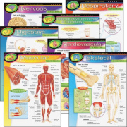 TREND The Human Body Chart Pack (38913)