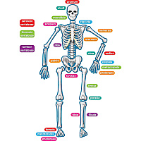 Teacher Created Resources Human Skeleton Accents (TCR77241)