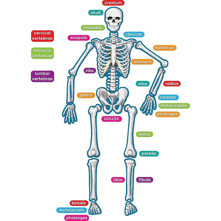 Teacher Created Resources Human Skeleton Accents (TCR77241)