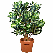 National Tree Company Company Company National Tree Company Company Hosta Topiary Plan (729083600357)
