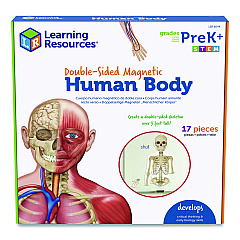 Learning Resources Double-Sided Magnetic Human Body, Grades K to 5, English/Spanish, Assorted Colors, 17 Pieces (LER6044)