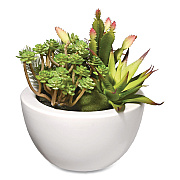 National Tree Company Spring Potted Plant, 8" x 8" x 8", Green Plant, White Pot (RASXF169W)