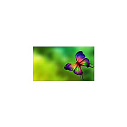 NEC Qty 4 Un552s Bundle (UN552STMX4P)