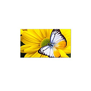 NEC Qty 9 Un552s Bundle (UN552STMX9P)