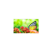 NEC Qty 4 Un552vs Bundle (UN552VSTMX4P)