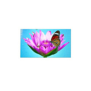 NEC Qty 9 Un552vs Bundle (UN552VSTMX9P)
