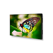 NEC Un552 Bundled With 9 Onstemn-3y-15 (UN552TMX9P)